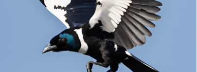 Magpie